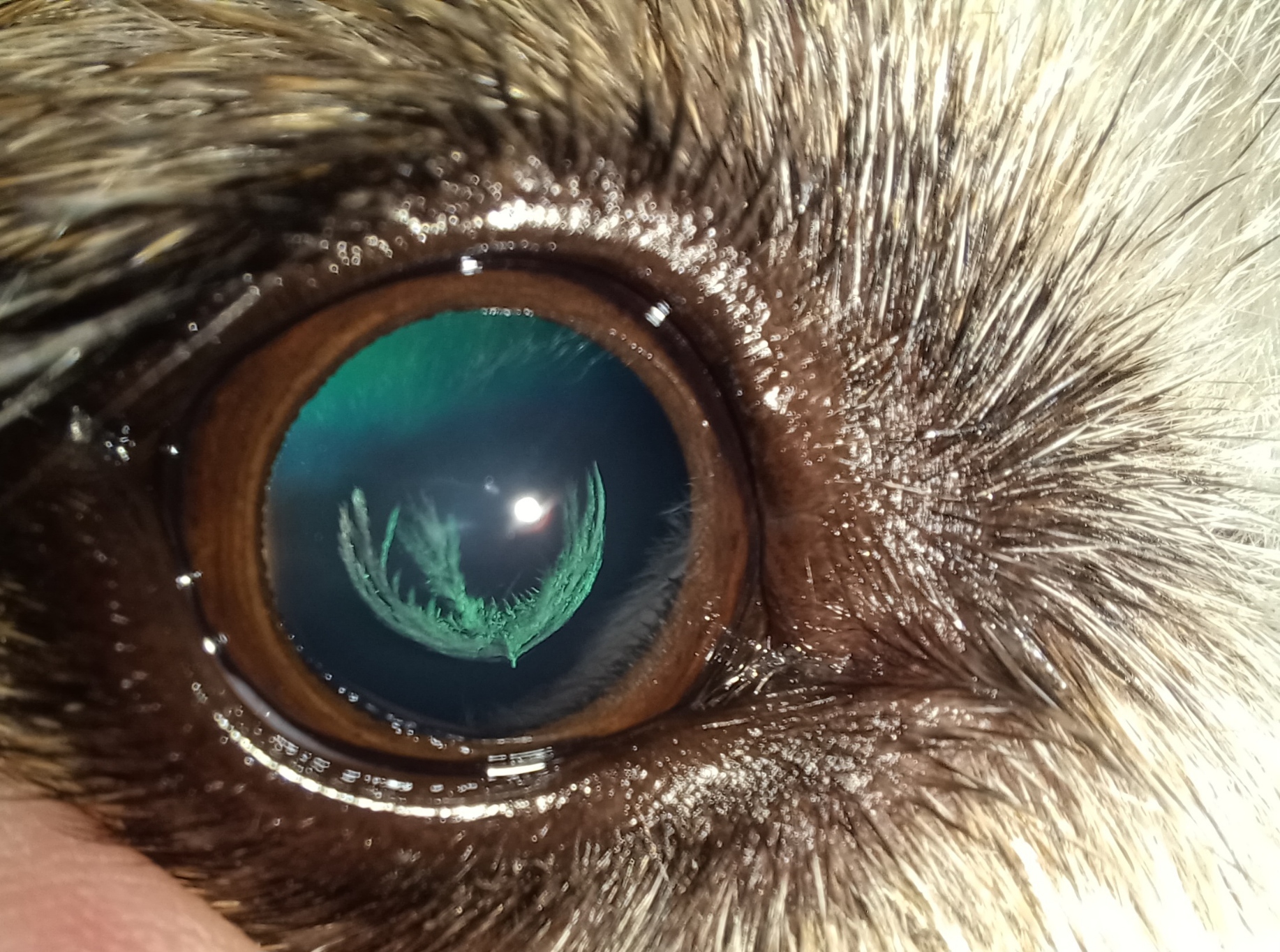 Götting Parson R. O.d.